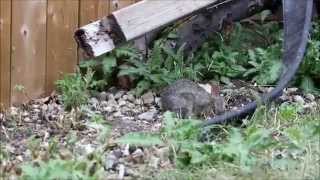 Rabbit In Backyard A1Guri