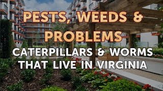 Caterpillars & Worms That Live in Virginia