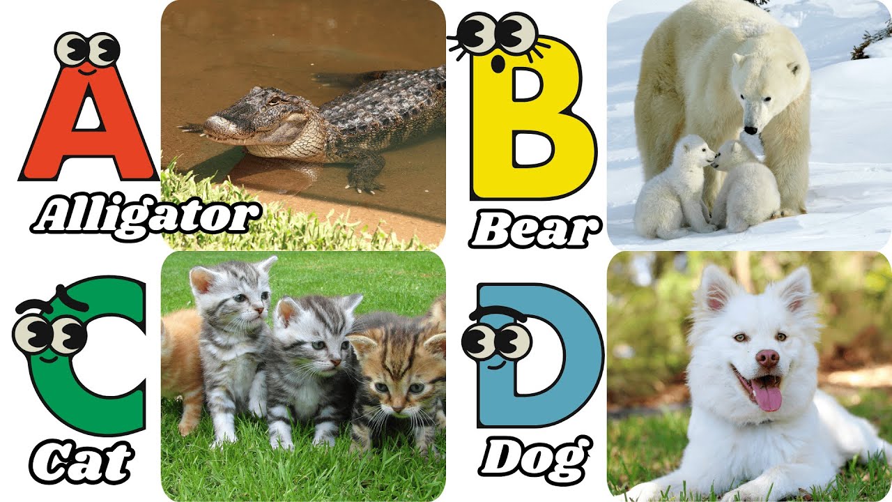 Alphabet Adventure Song: Meet the Animals | Fun Learning with 5 Stars Kids Learning