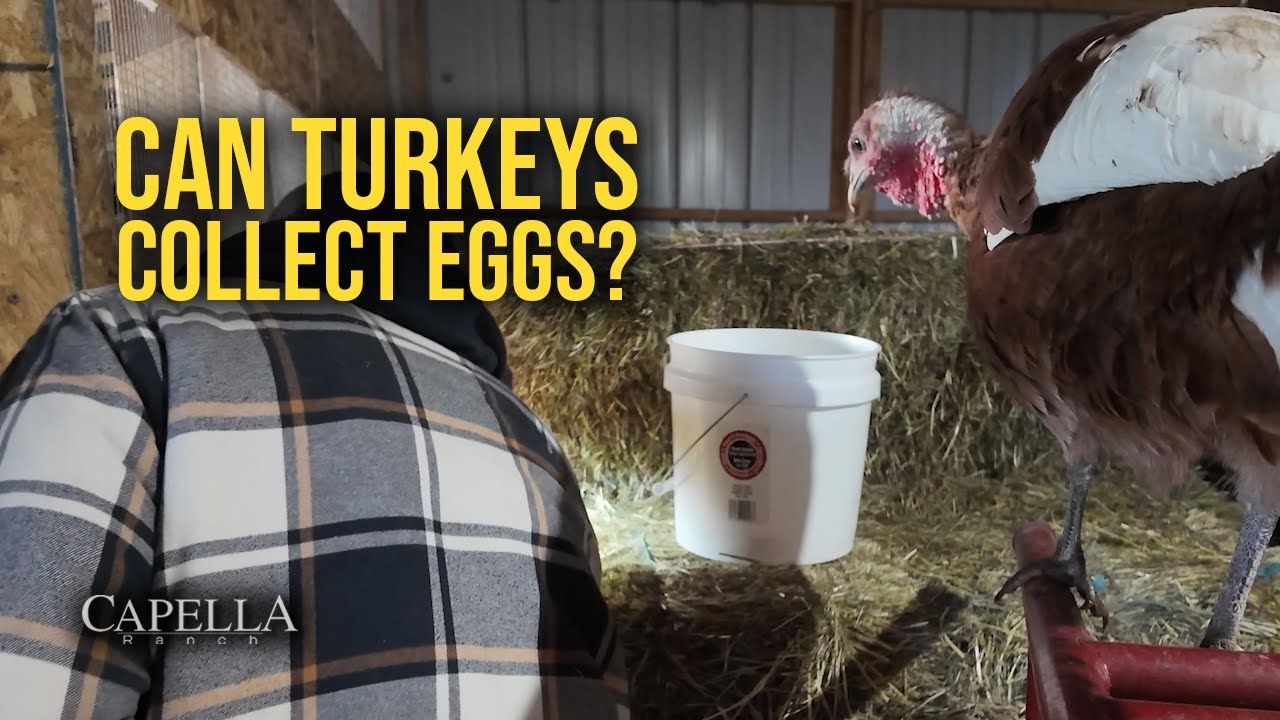 Индейка Кевин пытается помочь мне собрать яйца - 2 января 2026 г. (Видеоблог с ранчо Капелла - Сб...
