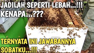 JADILAH SEPERTI LEBAH‼️KENAPA❓TEMUKAN JAWABAN SOBAT‼️#ustadsyafiqrizabasalamah #lebahmadu #lebah