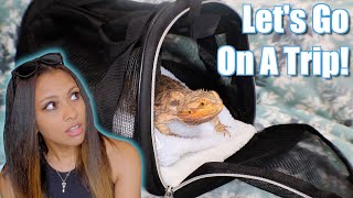 Reptiles On Vacation?! | How To Travel When You Have Reptiles