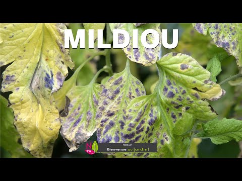 Vidéo: Herbes d'origan : comment prévenir et traiter les problèmes de maladies et les ravageurs courants de l'origan