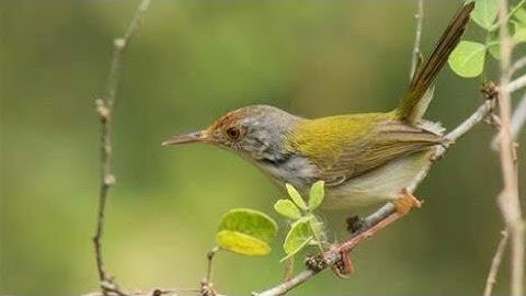 Suara Burung Prenjak lumut Di Alam Liar