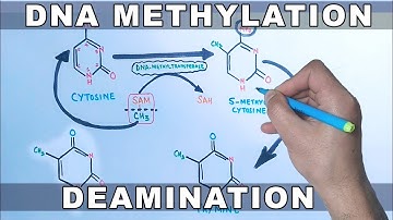 DNA Methylation