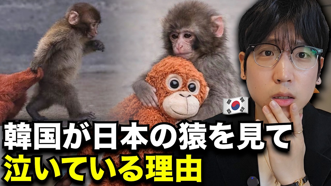 日本の子ザルのパンチくんを見て泣いている韓国の反応を韓国人が全部教えます