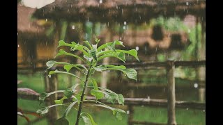 Piano Music & Relaxing Rain Sounds   Relaxing Music, Calm Piano Music, Sleep Music screenshot 4