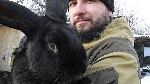 Картофель один из основных видов корма для кроликов.