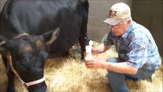 Protocol for Calving, Lambing, Foaling,Kidding, etc, using the Udderly Ez Milker