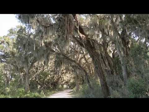 Spanish Moss is Epiphytic Flowering Plant on Southern Live Oaks! Savannah National Wildlife Refuge