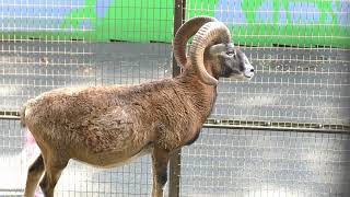 野生のヒツジ＞ムフロン：Mouflon - YouTube