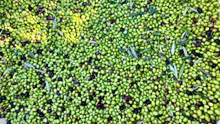 Babylonstoren live: All about olives with Petrus van Eeden 🫒