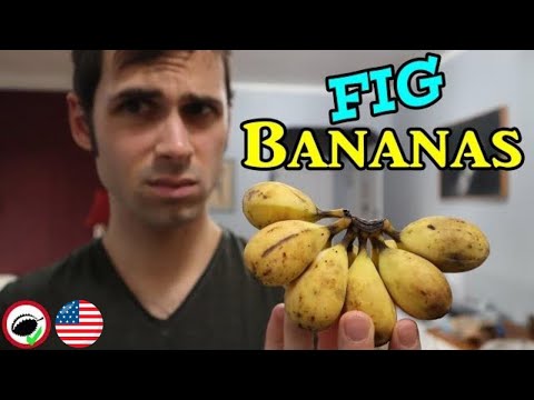 GOLF BALL SIZED BANANAS! (Pitogo banana review) - Weird Fruit Explorer Ep. 339