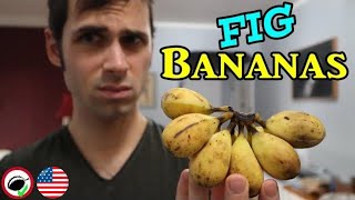 GOLF BALL SIZED BANANAS! (Pitogo banana review)  Weird Fruit Explorer Ep. 339