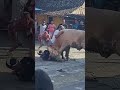 Sapi Untuk Kurban Ngamuk Satwa Kurban Funny Videos Shorts Sapi Untuk Kurban Ngamuk Satwa Kurban Funny Videos Shorts