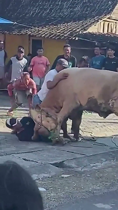 sapi untuk kurban ngamuk #satwa #kurban #funny #videos #shorts
