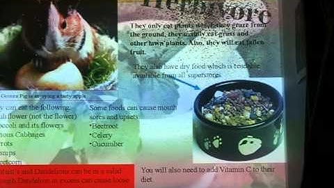 Guinea Pig Presentation task 1 Behaviour and Handling