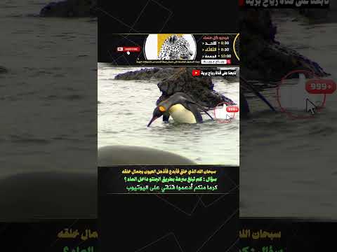 البطاريق حقائق غريبة ستدهشك