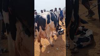 cow give birth baby Hevi saiz hf cow #cow