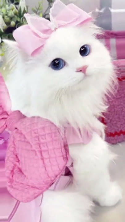 ihhh imuttt nyaaa🥰😋😆 #ulyakhumairoh #cat #harusberanda #lewatberanda #kucing #kucinglucu #cute