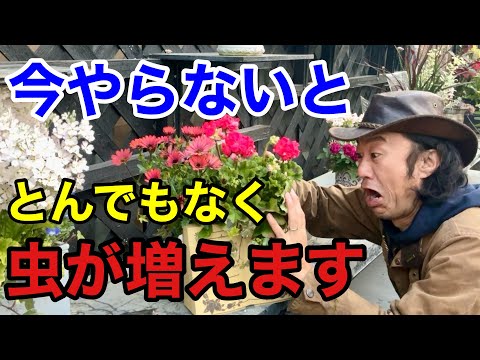 【もうすでに…】今すぐできる最も効果的な害虫予防教えます 【カーメン君】【園芸】【ガーデニング】【初心者】 hqdefault