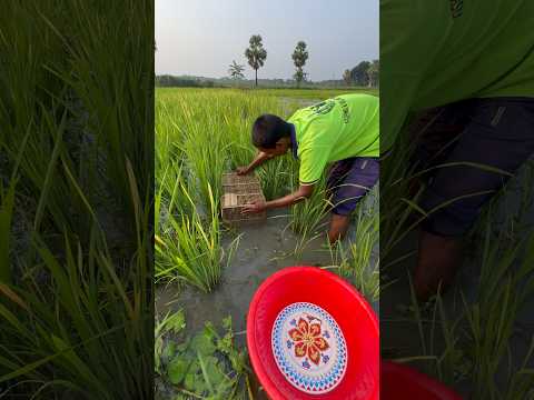 Traditional Village Fishing Techniques #fishing #shorts