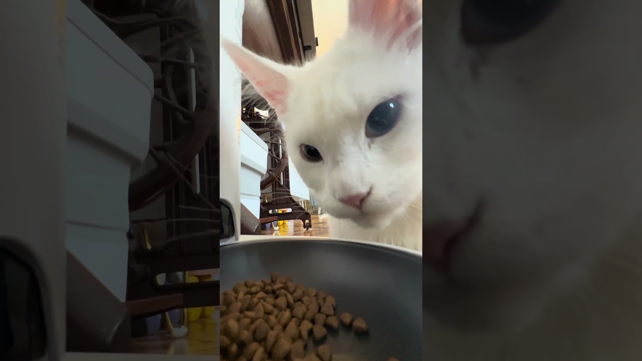 Тревожным владельцам домашних питомцев на заметку!