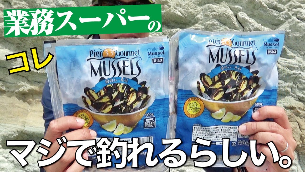 業務スーパーで買った冷凍ムール貝でこんな魚が釣れるなんて…堤防・磯の足元狙いにぜひ使ってみて欲しい！