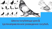 Николаевские голуби Вадима