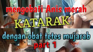 mengobati burung Anis merah KATARAK dengan obat tetes mujarab part 1 @ekobirdchanel2561