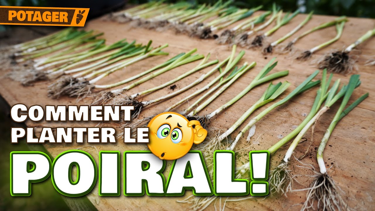 Comment PLANTER les POIREAUX comme UN PRO 🌱 | Astuces contre le vers + technique de l'habillage!