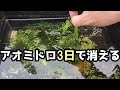 アオミドロと戦って3日で消す方法