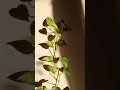 Relaxing Plant Video|Money Plant Video|Money Plant with Water Droplet|Love, Patience,Calm,Health