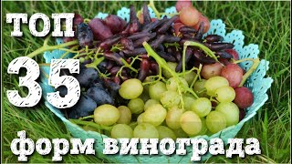 Главные новинки винограда. Лето 2020г. Конкурс.