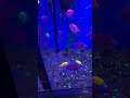 tropical rainbow fish at petco