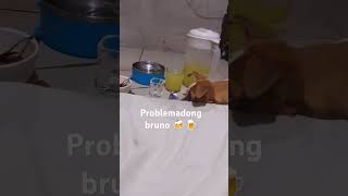 #enjoy #dog #shortvideo #viealvideo #everyone