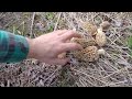 Michigan morel mushroom hunting on ebike #morels #radpower