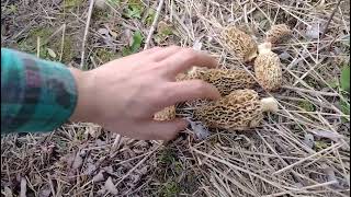 Michigan morel mushroom hunting on ebike #morels #radpower