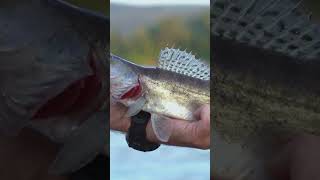 Famous Why Cod Fish is So Expensive! 🐟💸 Profile