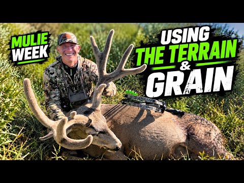 HOW TO USE THE TERRAIN & GRAIN FOR MULE DEER STALKING- Mulie Week Pt 2