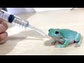 人に慣れすぎたカエルに水をかけると… Sprinkle water on the frog