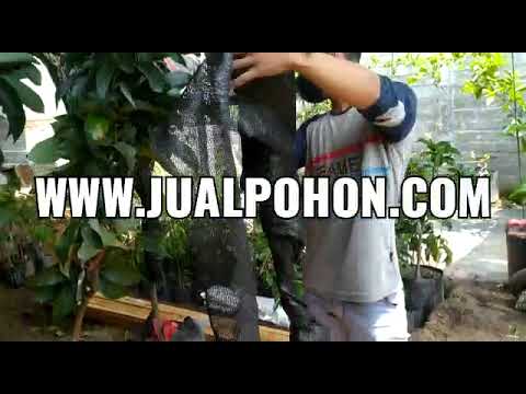 BIBIT TANAMAN POHON MANGGA GOLDEN ALPUKAT ALIGATOR MENTEGA DAN MARKUS