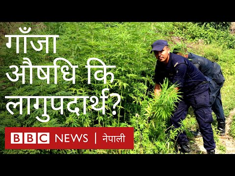 गाँजा: प्रतिबन्ध फुकुवा गर्दा अपराध बढ्छ कि आम्दानी