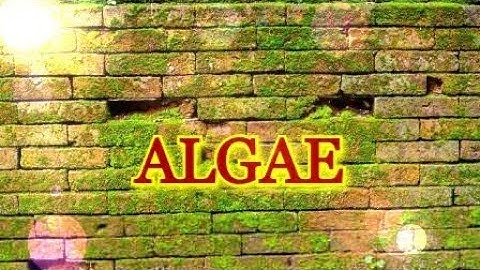 Classification of algae part 1