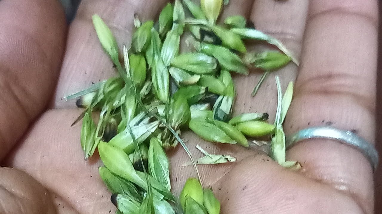 Hello Friends Ram Ram sabhi ko Happy Holi