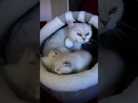 maman avec bébés chatons #cat #chatonmignon #kitten #cute #animals #pets #funnycats #cutecat