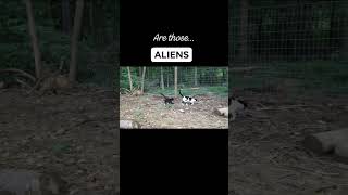 Moonie Goat Has To Save The Farm From Aliens And It Was Caught On Video! Watch To See What She Does!