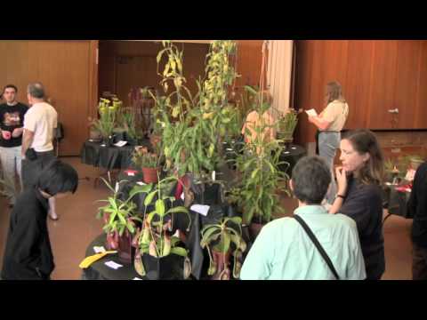 Bay Area Carnivorous Plant Society Plant Show Spri...
