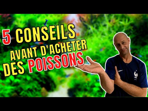 5 CONSEILS AVANT D'ACHETER DES POISSONS
