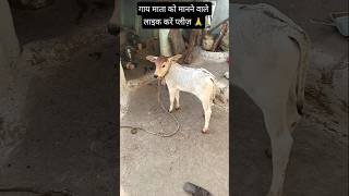 जिस दिन गाय नाचती हुई दिख जाए 😘 #gaumata #cow #funny #trending #popular #shorts #shortsviral #viral